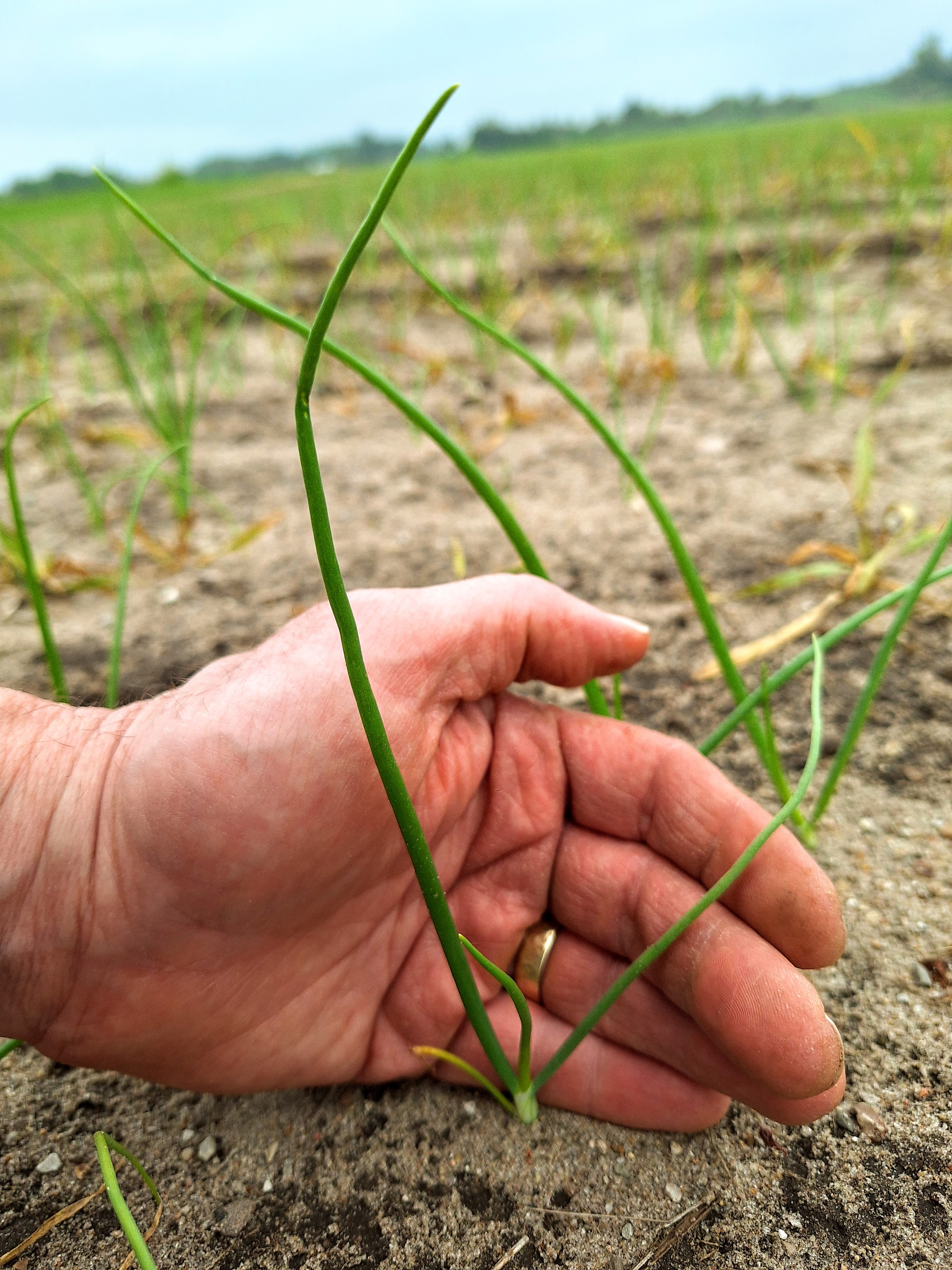 An onion growing in a field.